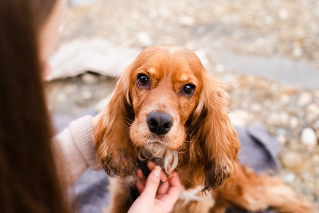Jak pomoc bezdomnym zwierzętom: praktyczne porady na przykładzie adopcji psów